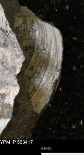 undet. Bivalvia