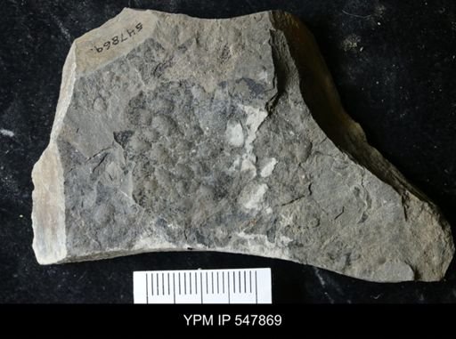 undet. Eurypterida