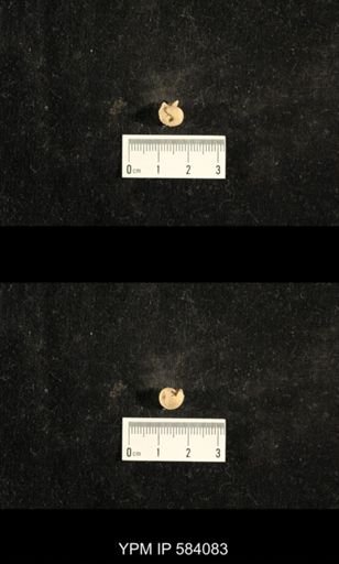 Euphemites carbonarius