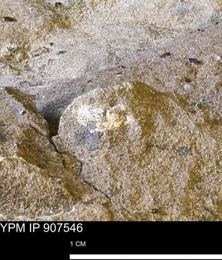 undet. Mollusca