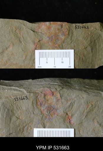 Problematica