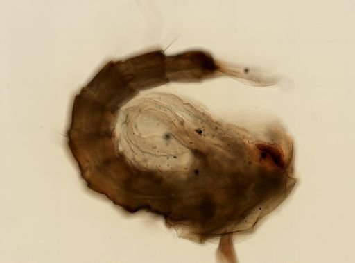 Anopheles