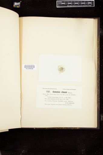 Chaetophora attenuata