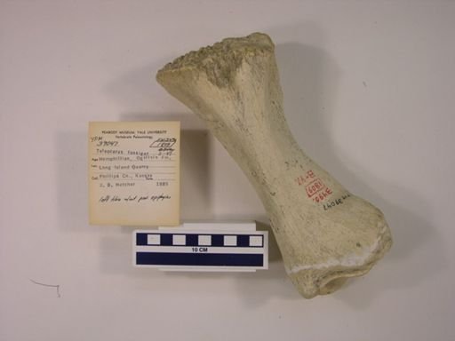Teleoceras fossiger