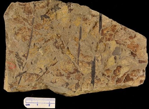 Tympanophora simplex