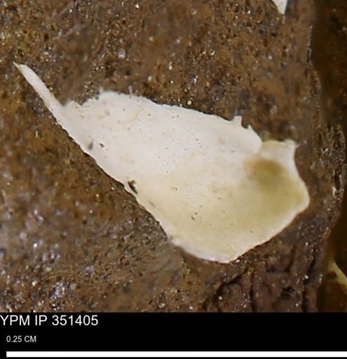 Limopsis sp.