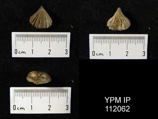 Rhynchotreta cuneata