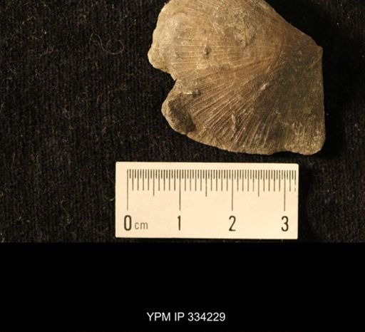 Agelacrinites pileus