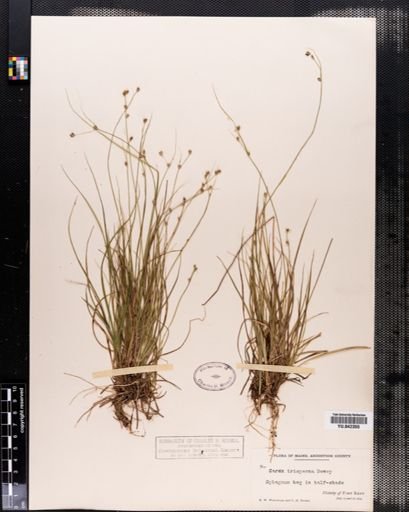 Carex trisperma