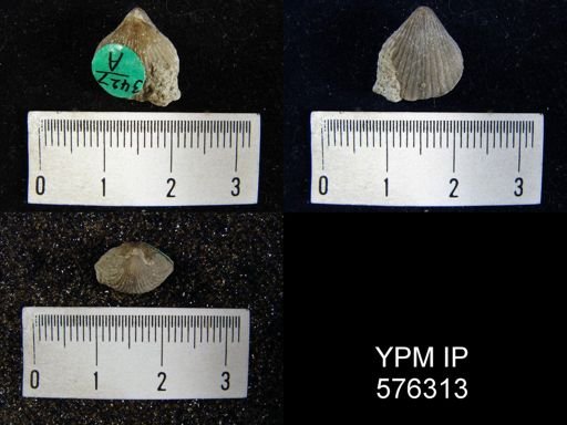 Homeospira sp.