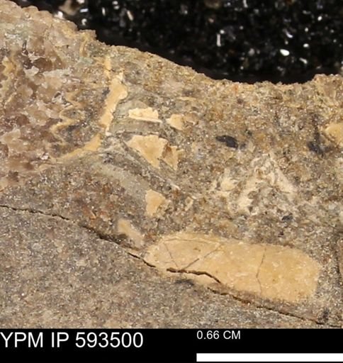 taxon undetermined