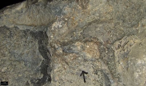 Aplocoma damesii