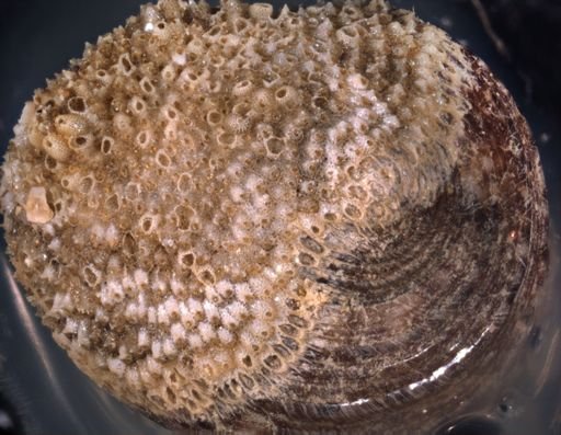 Hippoporidra edax?