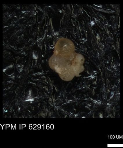 undet. Rugoglobigerinidae