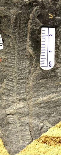 Pecopteris platyrachys