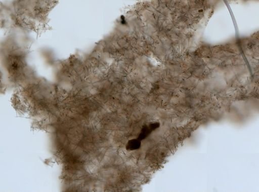 Haliclona (Haliclona) sp.