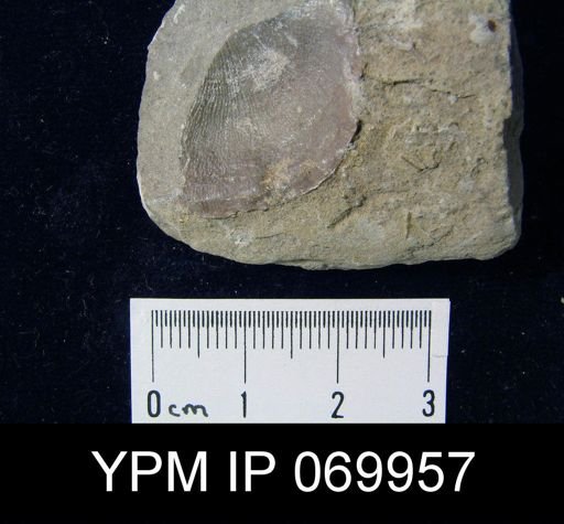Megamyonia vaurealensis