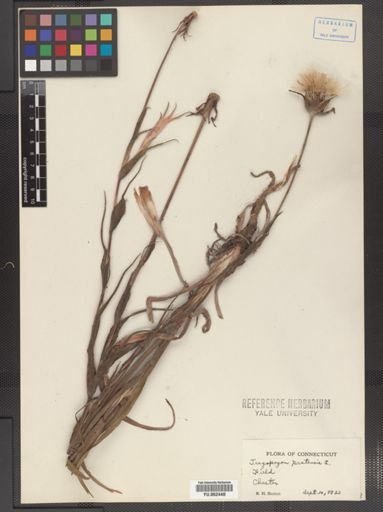 Tragopogon pratensis