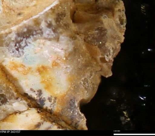 undet. Scaphitidae
