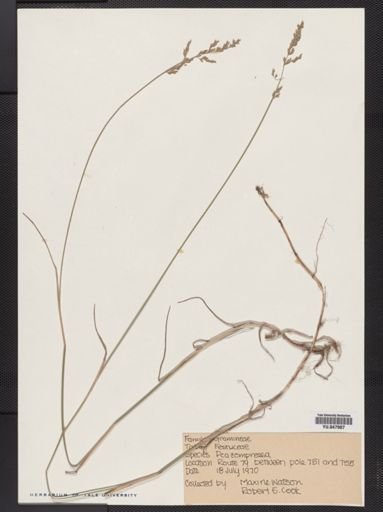 Poa compressa