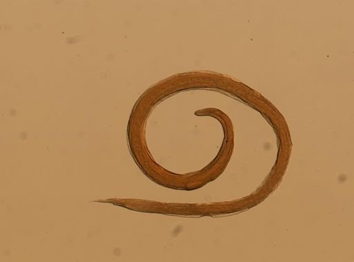 Rhabdias ranae