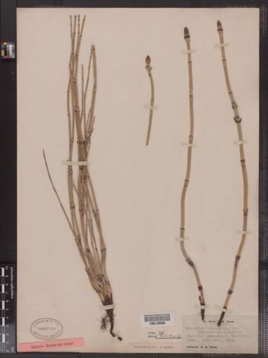 Equisetum hyemale