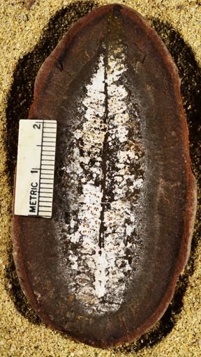 Pecopteris unita