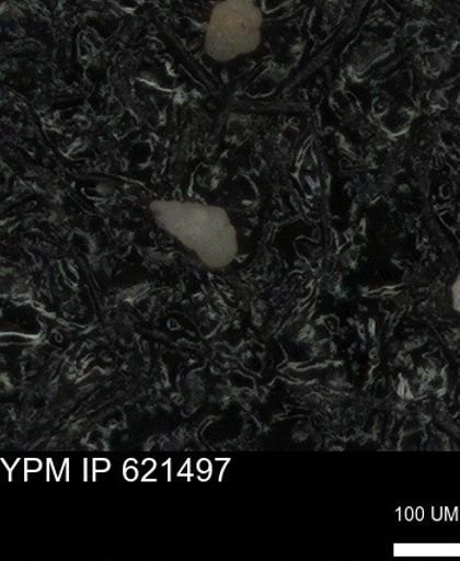 undet. Heterohelicidae