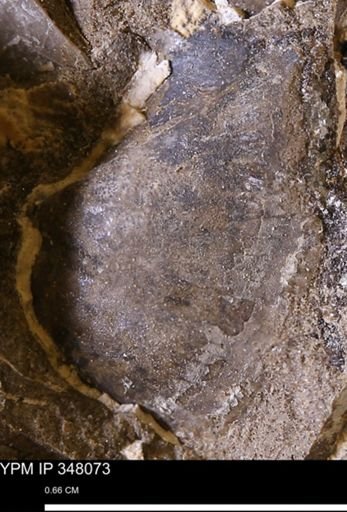 Parallelodon (Cosmetodon) sp.