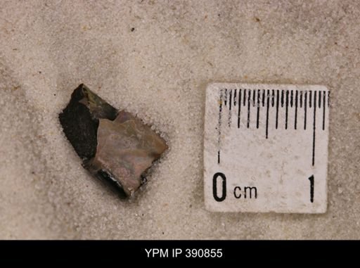 Baculites sp.