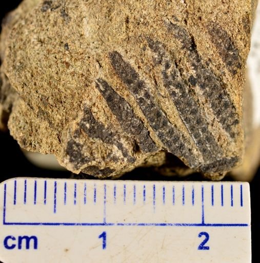 Paramatonia linearis