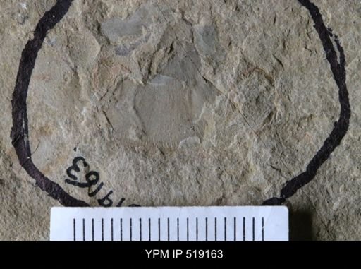 Microschedia sp.