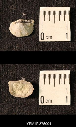 Chonetina flemingi var. alata