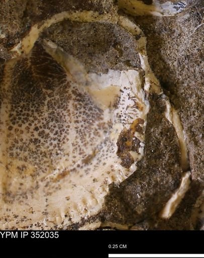 undet. Bivalvia