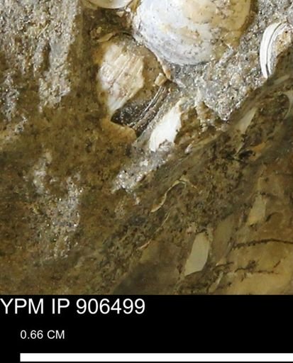undet. Mollusca
