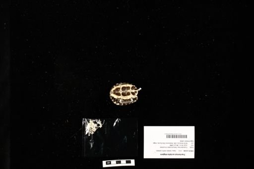 Trachemys scripta elegans