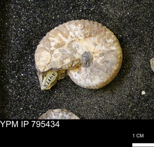 Discoscaphites