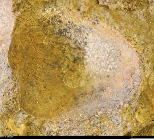 undet. Bivalvia