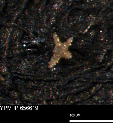 undet. Porifera