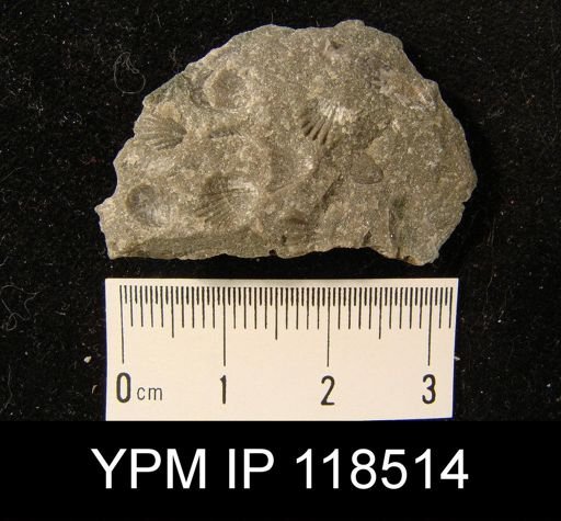 Camarotoechia nucula planosugosa