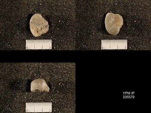 Linoproductus sp.