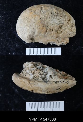 Haliotis tuberculata?