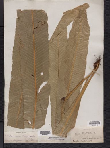 Polypodium