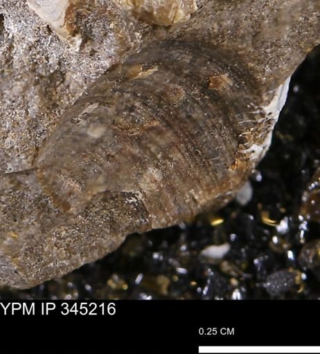 Limopsis striatopunctatus