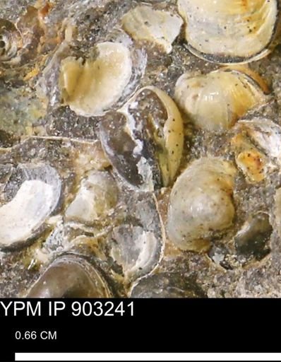 Corbulamella sp.
