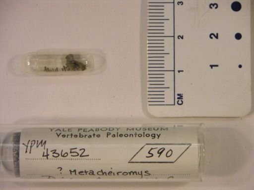 Metacheiromys?