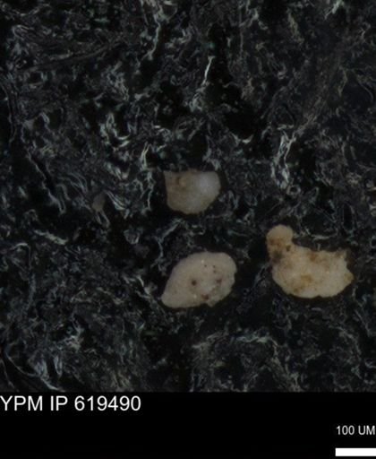 undet. Foraminiferida