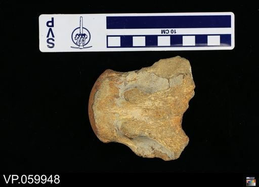 undet. Mosasauridae