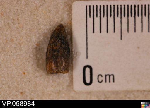 undet. Actinopterygii