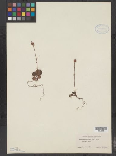 Moneses uniflora
